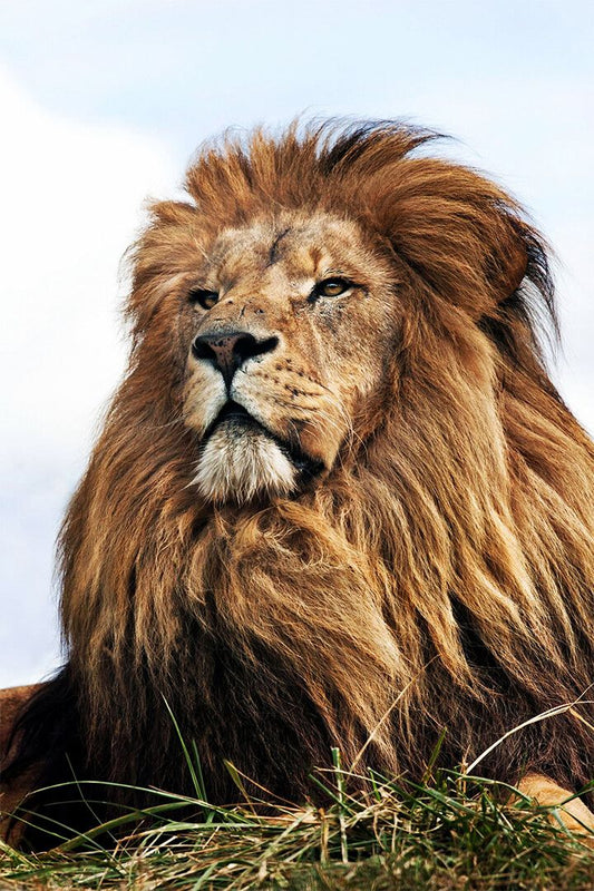 Wild Lion Big Head Sitting Cat Painting Print Jigsaw Puzzle
