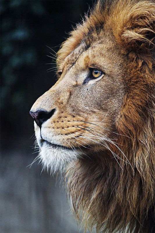 Wild Lion Big Noble Cat Picture Painting Print Jigsaw Puzzle
