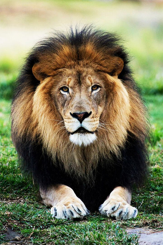 Wild Lion Dangerous Animals Nature Painting Print Jigsaw Puzzle
