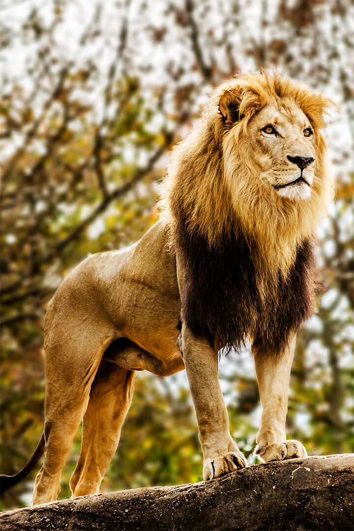 Wild Lion Dangerous Nature Big Animals Painting Print Jigsaw Puzzle