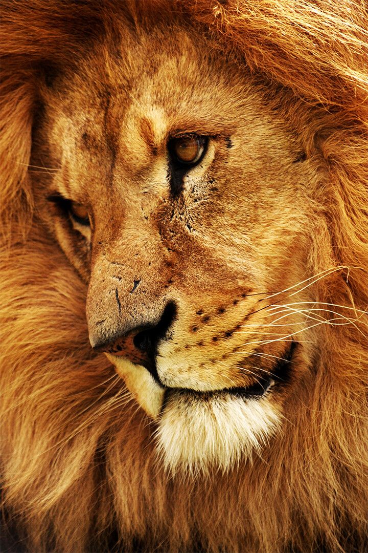 Wild Lion Untamed Cat Dangerous Nature Print Jigsaw Puzzle