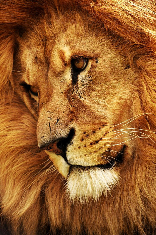 Wild Lion Untamed Cat Dangerous Nature Print Jigsaw Puzzle