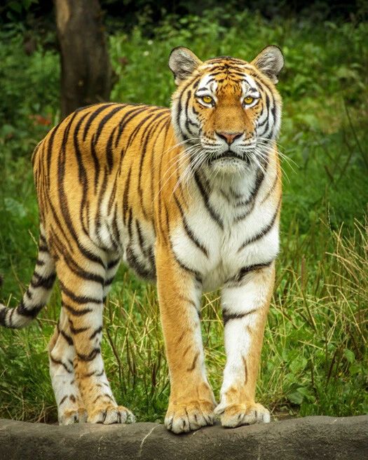 Wild Tiger Glossy Magnet Animal Print Magnet Big Cat Portrait