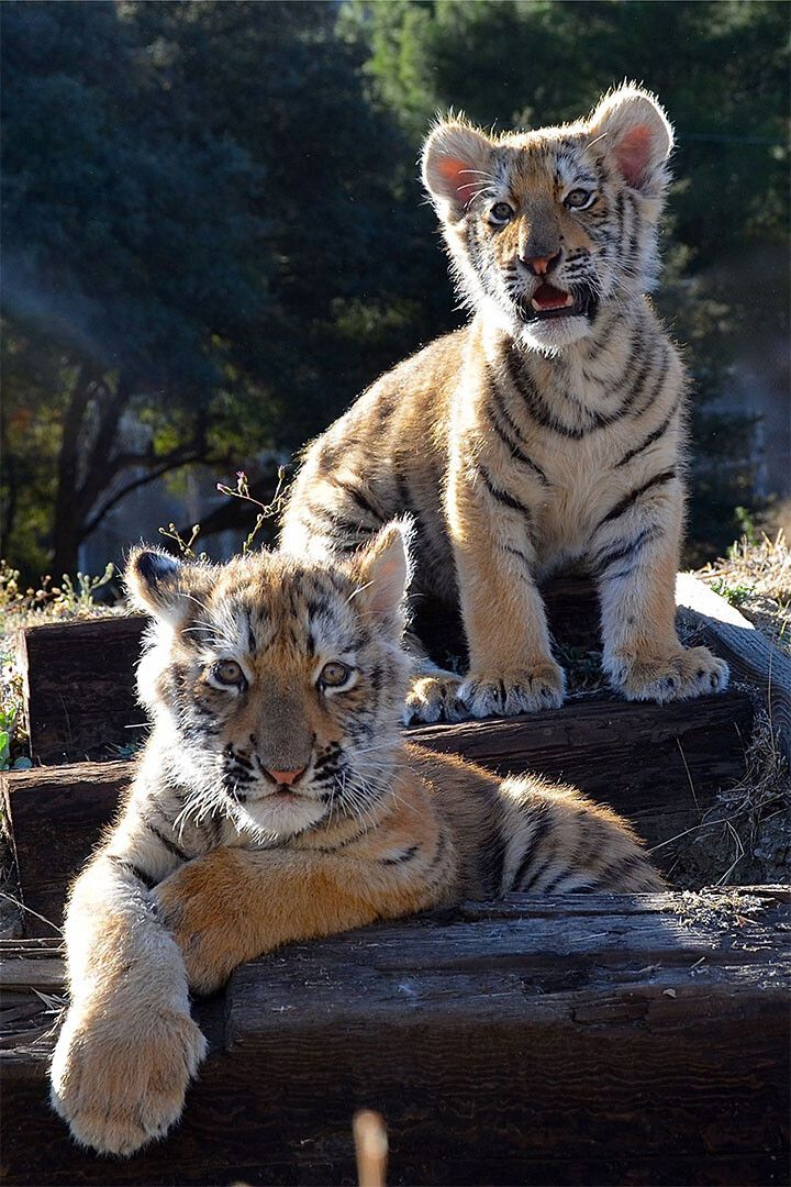 Wild Tiger With Baby Loving Paws Kids Room Decor Jigsaw Puzzle