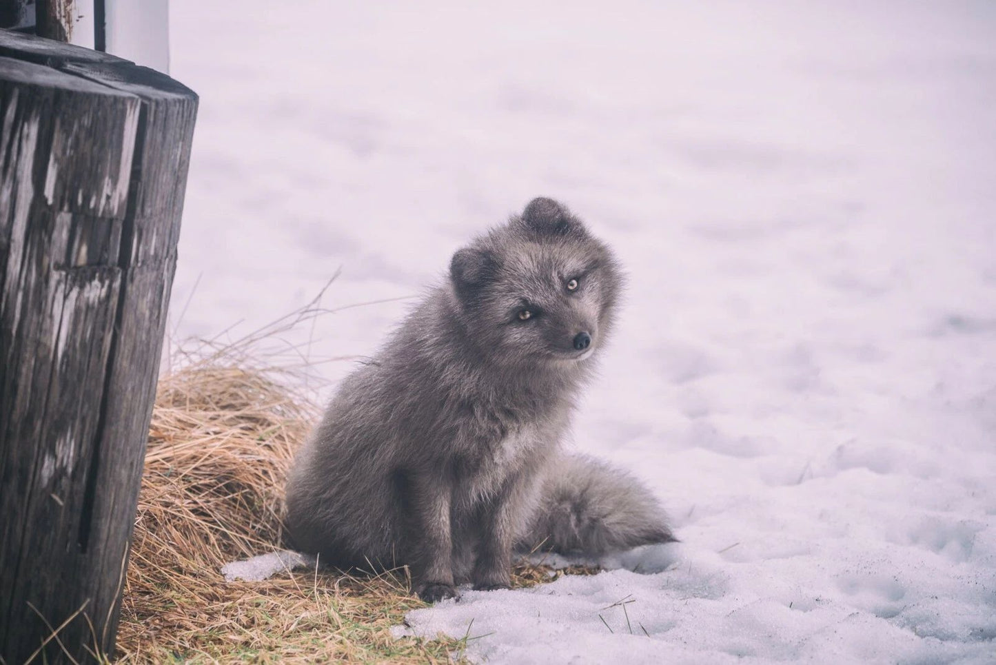 Wolf Cub In Snow Magnet Picture Magnet Banner Wolves Baby Puppy Wild