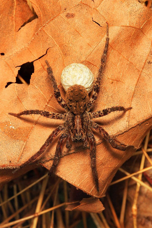 Wolf Spider On The Plant Arthropod Animals Wall Art Home Decor Poster