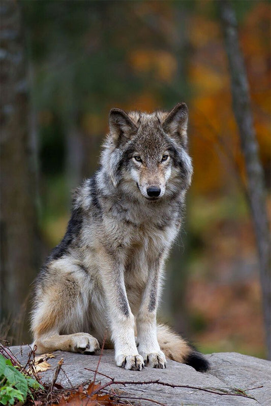 Wolf Wild Life Animal Environmental Painting Wall Home Decor Poster