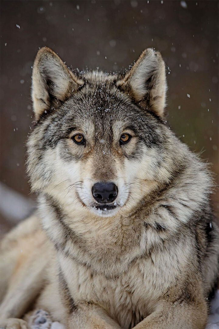 Wolf Wild Life Sitting Animal Nature Picture Print Wall Art Decor Poster