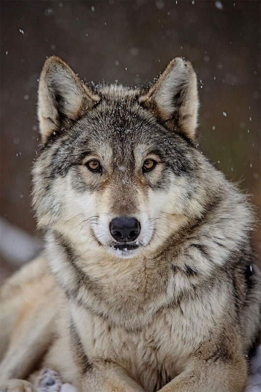 Wolf Wild Life Sitting Animal Nature Picture Print Wall Art Decor Jigsaw Puzzle