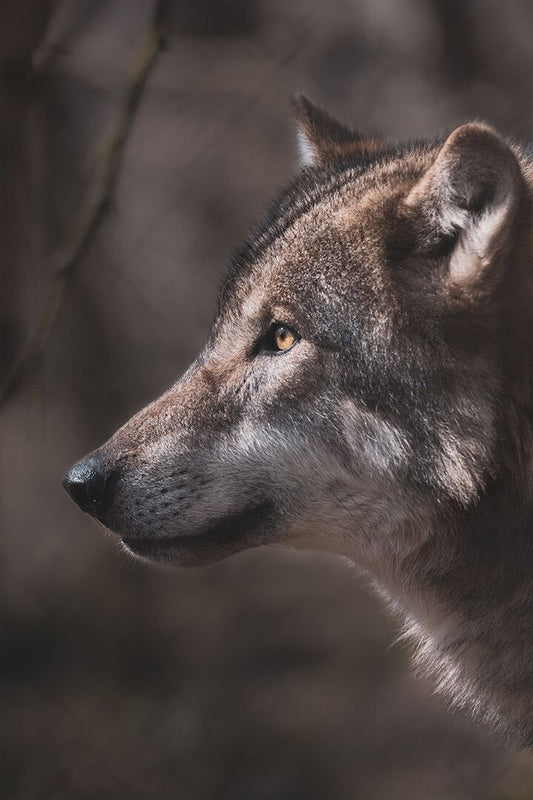 Wolf Wildlife Iconic Animal Nature Picture Jigsaw Puzzle