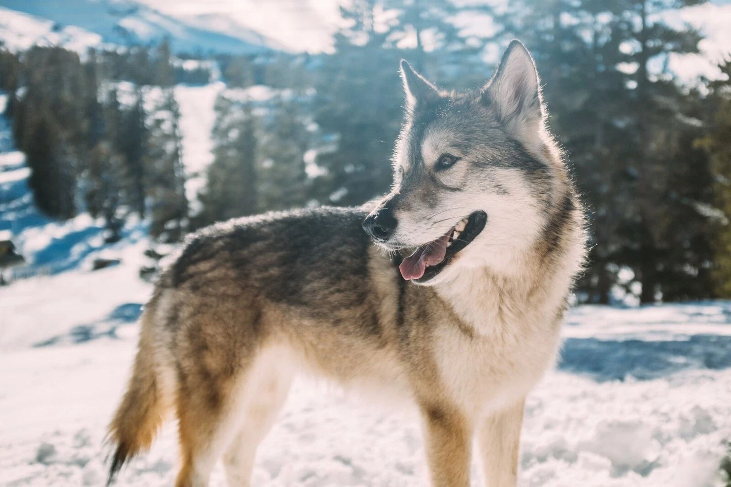 Wolf In Mammoth Lakes Snow Winter Mountain Nature Poster Picture Wall Art