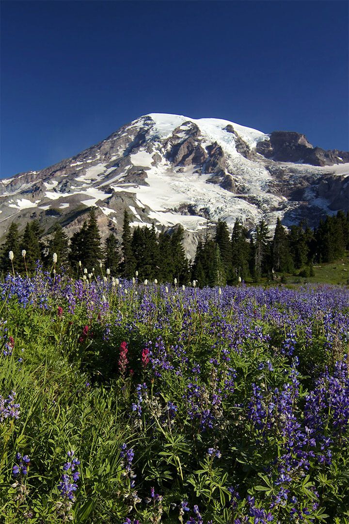 Wonderful Mount Rainier Landscape Nature Wall Art Home Decor Poster