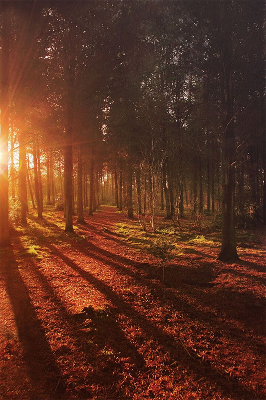Wooden Bridge Amazon Forest Trees Sunset Art Home Decor Poster