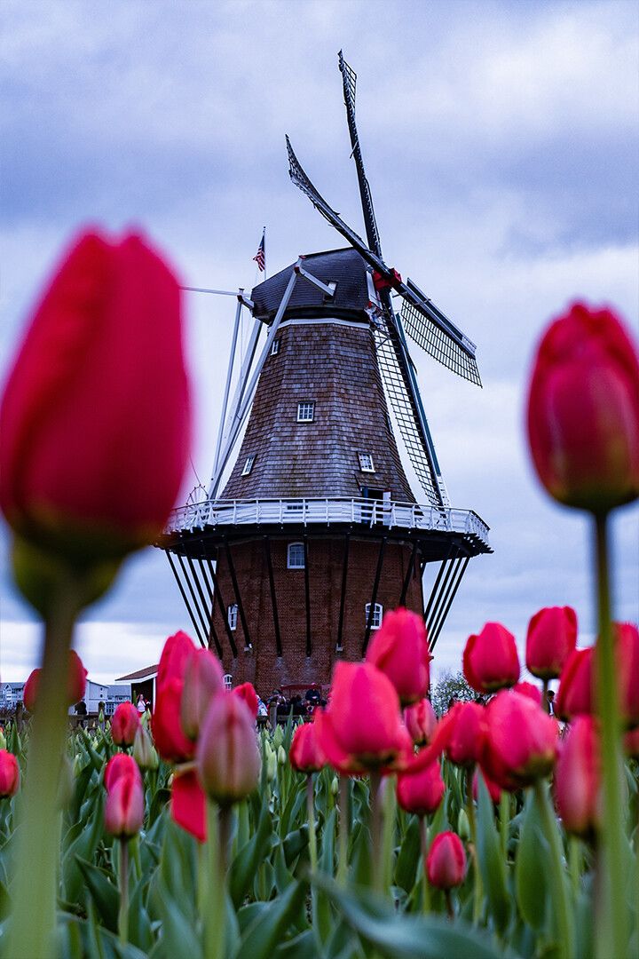 Wooden Windpower House In Tulips Field Art Wall Decor Poster