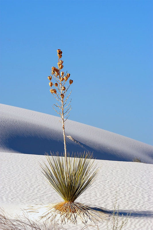 Yucca Plant In White Sands Arid Climate Print Wall Art Home Decor Poster