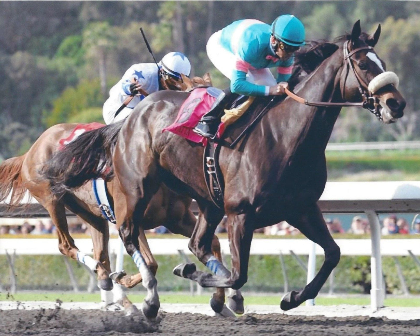 Zenyatta Magnet Horse Racing Picture Jockey