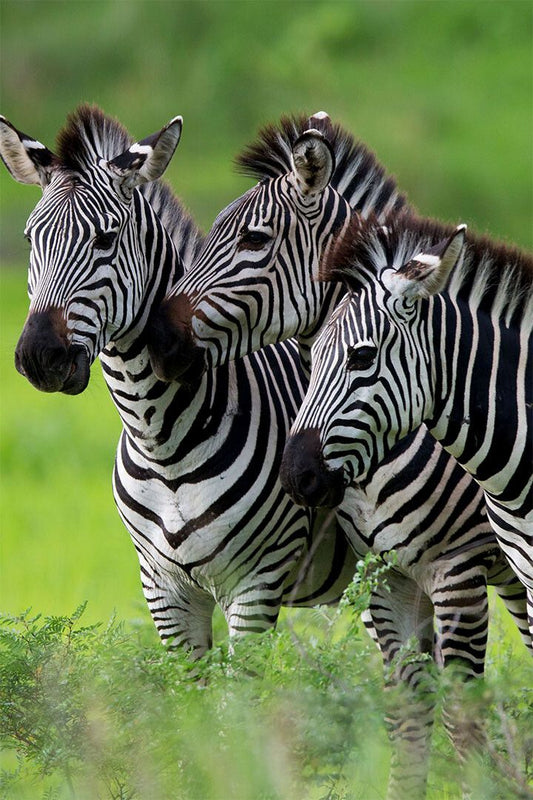 Zebra Family With Baby Animals Nature Painting Wall Home Decor Jigsaw Puzzle