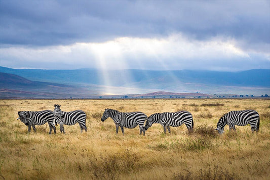Zebra Grazing On Grass Field Art Wall Decor Jigsaw Puzzle